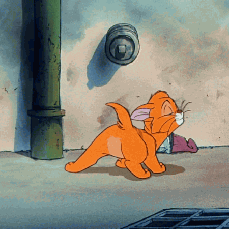 Your cat is on it's seventh life!
