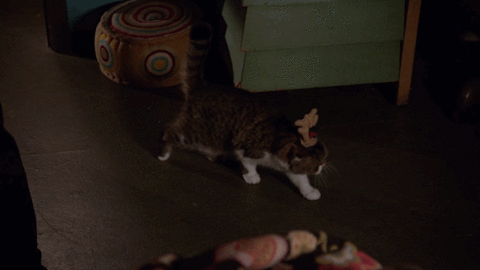 Your cat is on it's fifth life!