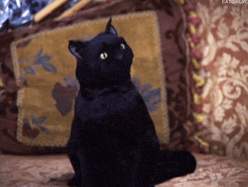 Your cat is on it's fourth life!