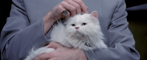 Your cat is on it's third life!