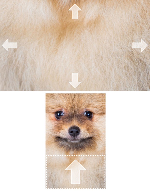 For each question below, you must look at the fur and guess which way the dog's face is. In this example, the dog's face is UP.