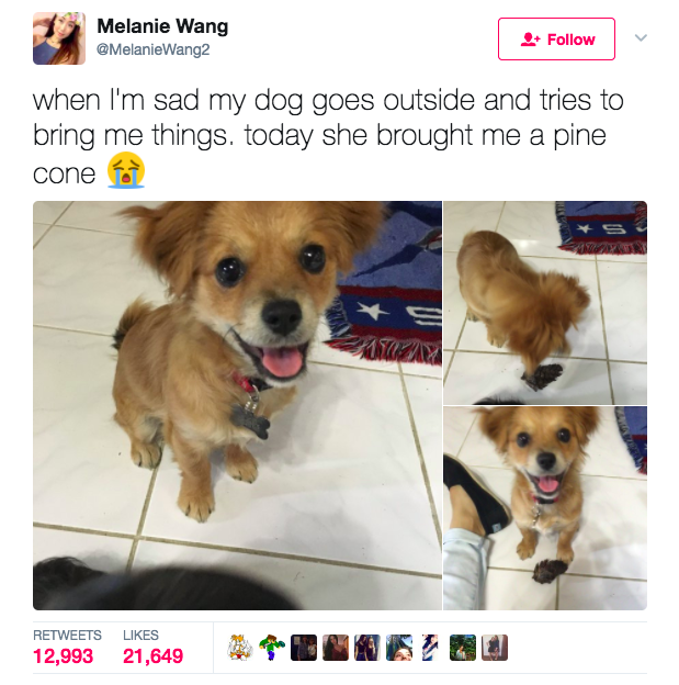 wholesome dog