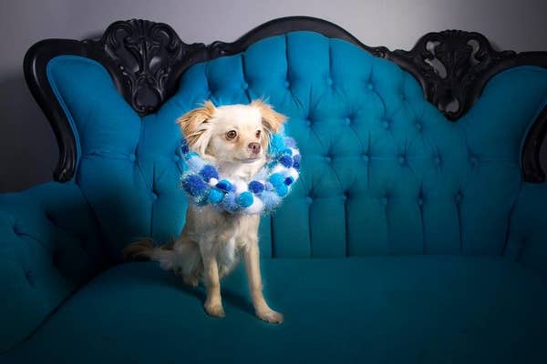This Girl Turned Doggie Cones Of Shame Into Works Of Art And It S