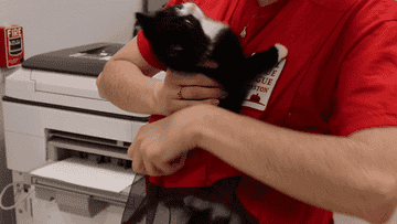 Kitten bjorn top