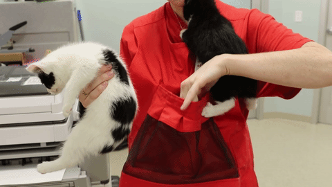 feral kitten pouch
