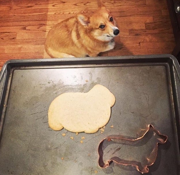 And this misshapen dog cookie (with added real-life dog to see just how badly the baker messed up).