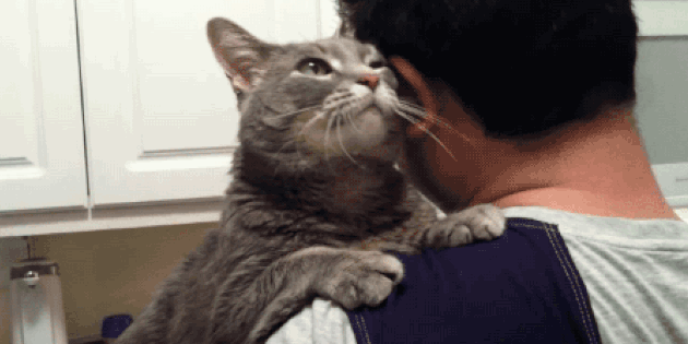 17 Little Details Nobody Tells You About Living With A Cat