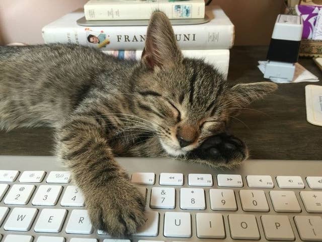 16 Kleine Details Die Dir Keiner Uber S Zusammenleben Mit Einer Katze Erzahlt