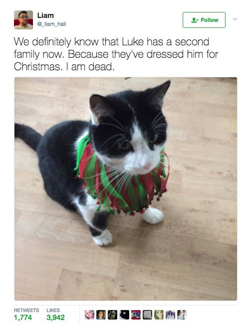 17 Little Details Nobody Tells You About Living With A Cat
