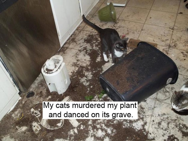 Nobody tells you that once you get a cat, you'll probably never be able to own a plant again because they'll find a way to completely destroy it.