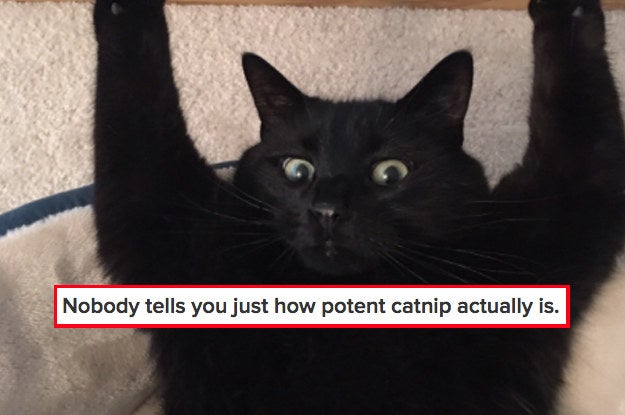 17 Little Details Nobody Tells You About Living With A Cat 17 Little Details Nobody Tells You About Living With A Cat