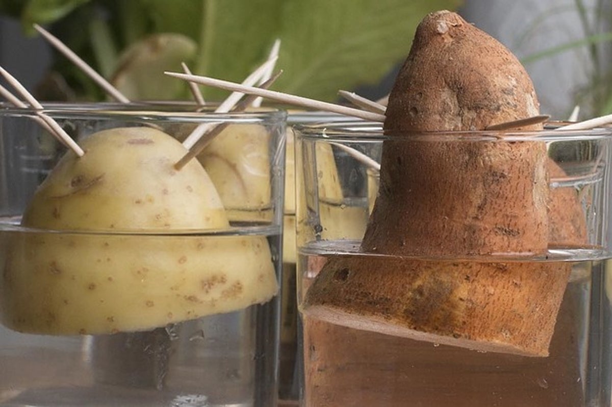 21 Genius Ideas For Growing Sacks Of Potatoes In Tiny Spaces