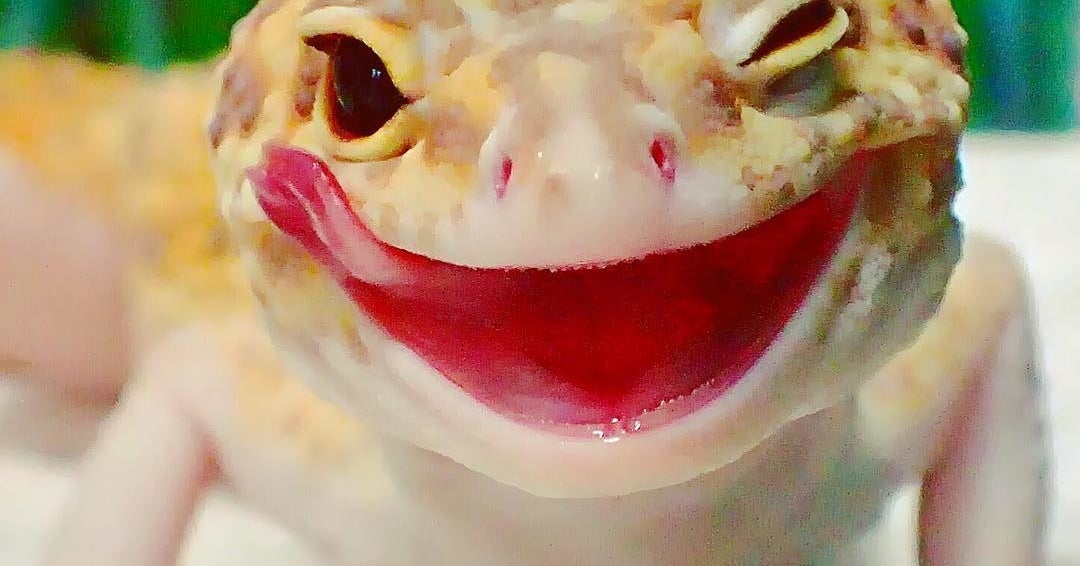 この笑顔がたまらない 幸せな気分になれるヤモリの眩しいスマイル