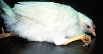 Marek's disease comes from a virus that causes an enlarging of the nerves and tumors in the the different organs of chickens. It usually occurs in chickens under 16 weeks of age and is less fatal to older chicken. Once attacked by the virus, the chicken can live with it with no symptoms for 3- 4 weeks. This disease affected chicken at the rate of 0.0008% in 2007. Chickens with this disease have enlarged and reddened feathers with white bumps on the skin. They also can have tumors in the heart, liver, and lung. Chickens could also experience blindness or vision impairments.