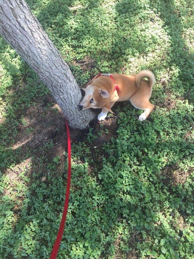 This tiny friend who really wants to bring you a stick.