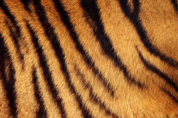 I Just Found Out What's Under A Tiger's Fur And I'm Forever Changed