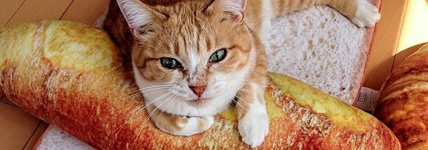 ニトリ とある商品がsnsで話題 とにかく可愛すぎる 本気で欲しい