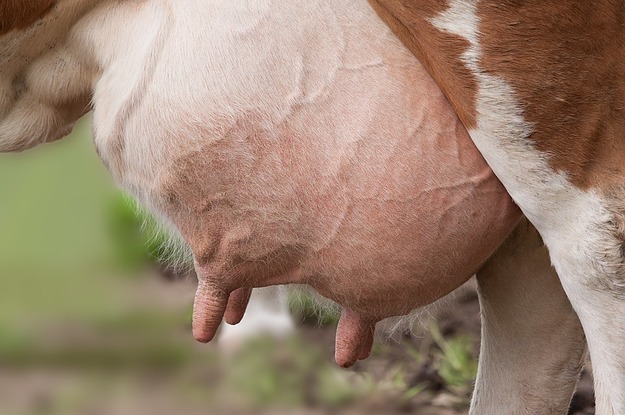 This Udderly Brilliant Bra Protects Cows From Getting Inflamed Teats