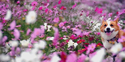Sorry for the flower pun.