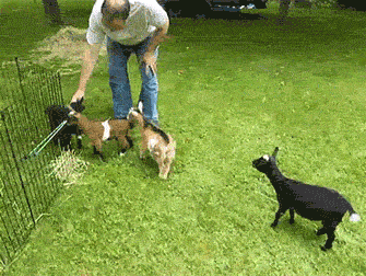 Goat farmer in a secluded location