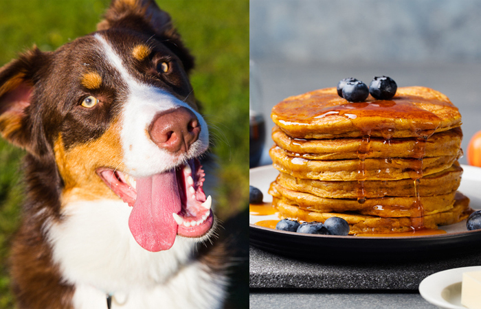 Choose Seven Of Your Favorite Foods And We'll Reveal Which Dog Breed Is ...