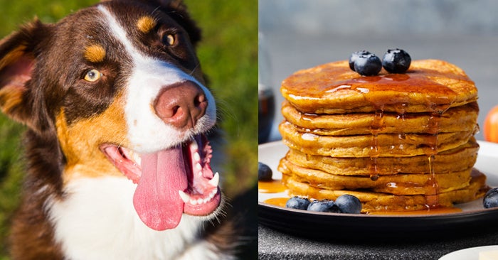 Choose Seven Of Your Favorite Foods And We'll Reveal Which Dog Breed Is