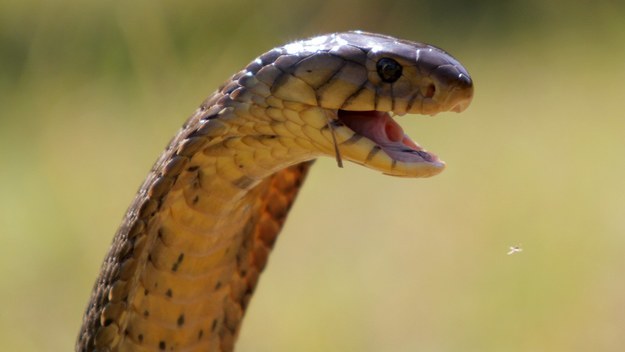 Cobra