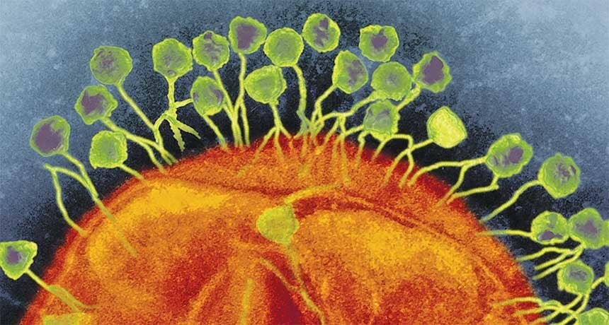Phages attacking a bacterium