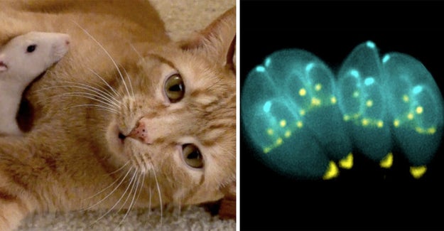 There's a parasite in cat poop that can literally control rats' minds, should they eat it.