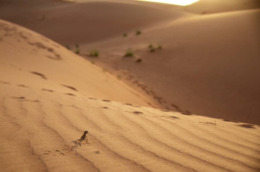 絶対に行かないで 砂漠の国 Uaeに行くべきではない 10の証拠写真