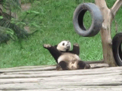 The giant panda was recently downgraded from "Endangered" to "Vulnerable" on the IUCN Red List of Threatened Species; there's been a 17% rise in the number of pandas since 2004 thanks to a concerted effort by conservationists, local communities, and scientists. It's definitely cause for celebration. *does panda dance*