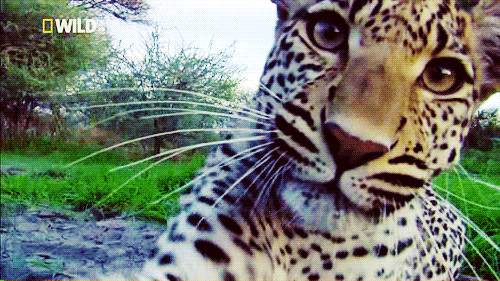 The iconic, elusive jaguar has been threatened by extensive deforestation in Paraguay as vast swaths of forest have been transformed into cattle ranches. But thanks to a new initiative, conservationists and ranchers have been working together to create protected corridors of forests. They've also introduced a hunting ban to protect the jaguar's natural food source, with amazing results.