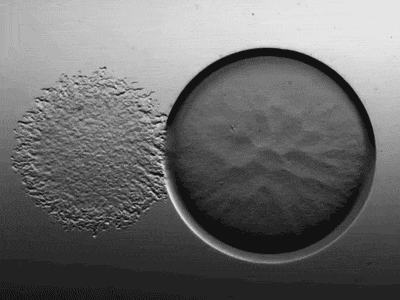The genetically modified bacteria can take CO2 directly from the air and, using sunlight, convert it to liquid methane fuel in a single step, making the fuel officially carbon-neutral. You'll be able to drive around all day without feeling guilty.