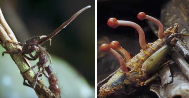 There's a zombie fungus that basically enslaves ants for its own benefit until it kills them.