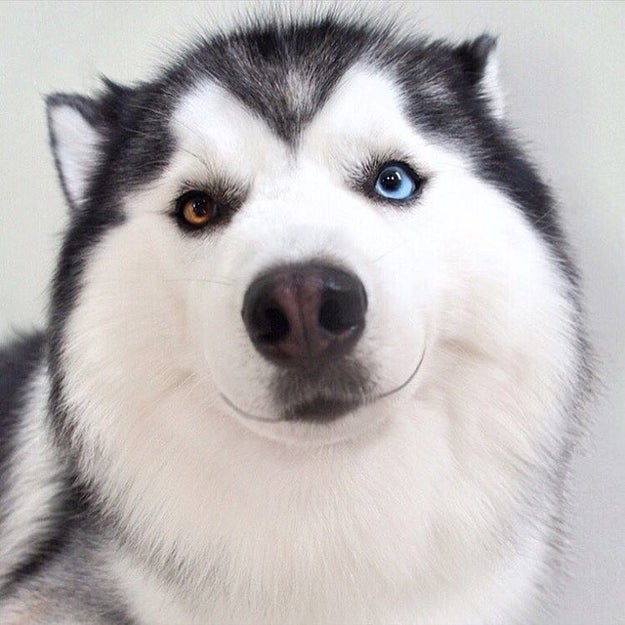 This Smiling Siberian Husky Will Put An End To All Your Woes