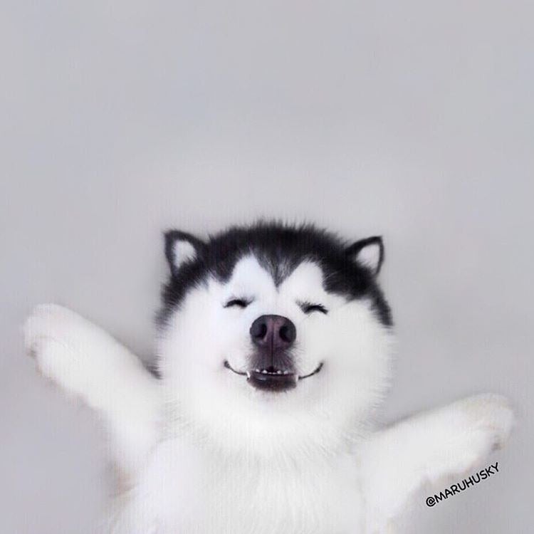 すごく幸せそうとネットで話題 天使のような笑顔をするハスキー