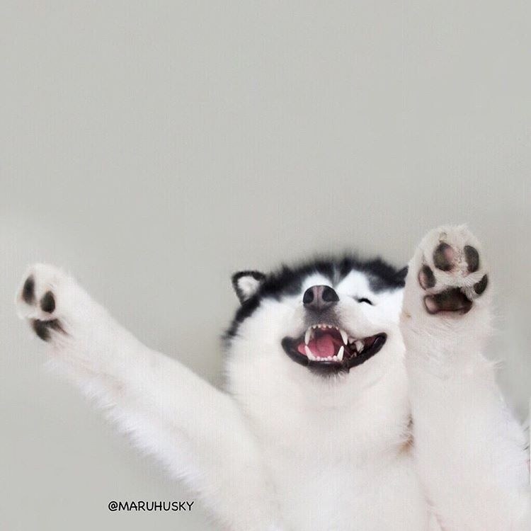 This Smiling Siberian Husky Will Put An End To All Your Woes