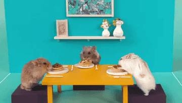 People Are Discovering Hamsters Eat Their Babies And Honestly
