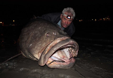 19 Unbelievable Fish Jeremy Wade Caught On River Monsters