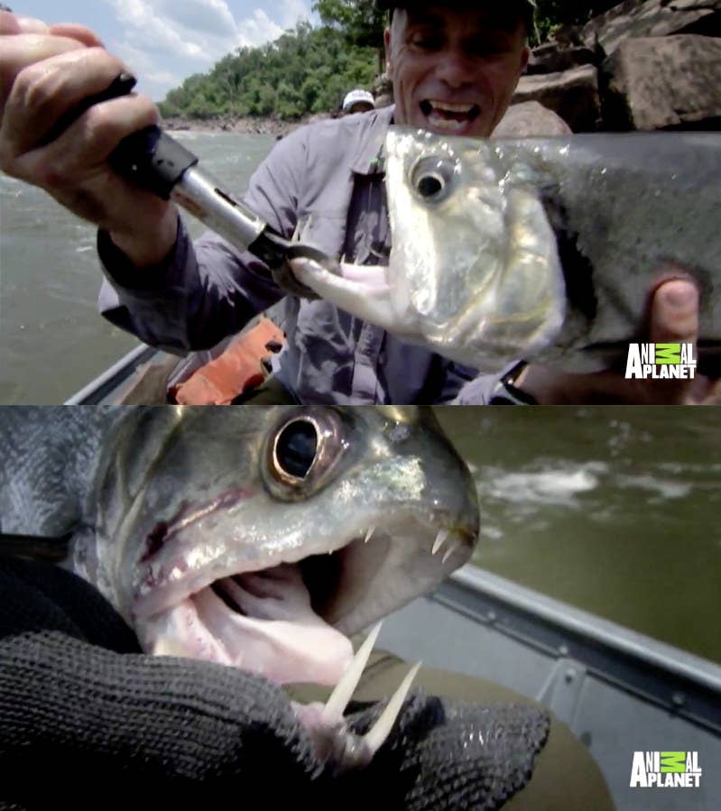 19 Unbelievable Fish Jeremy Wade Caught On River Monsters