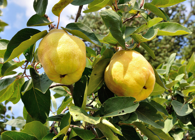 Can You Recognize These Fruits On The Tree?