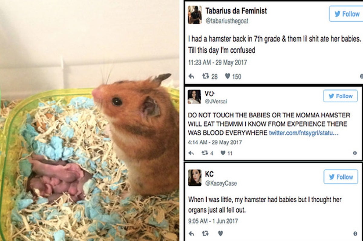 How Soon Can You Take a Hamster From Its Mother?