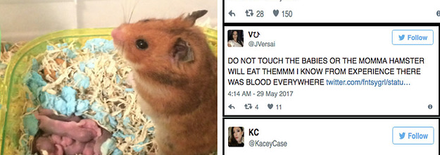 People Are Discovering Hamsters Eat Their Babies And Honestly It S A Mess