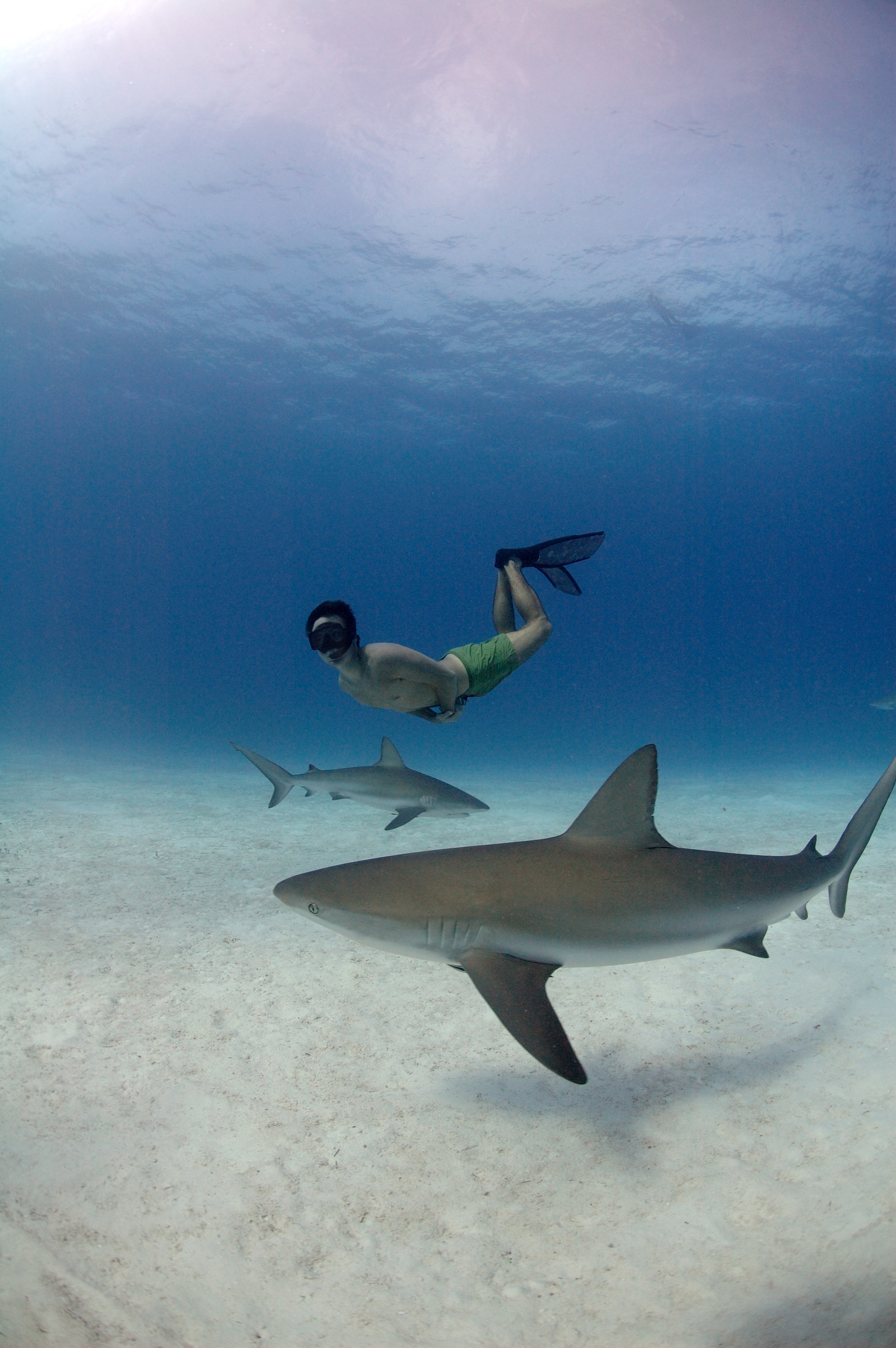 Titled 'Sharkwater: Extinction,' the new documentary is expected to expose the shocking ways sharks are used in daily consumer products, including lipstick, moisturizer, pet food, livestock feed, fertilizer and even fast food sandwiches – often renamed “flake,” “white fish” and “rock salmon.”