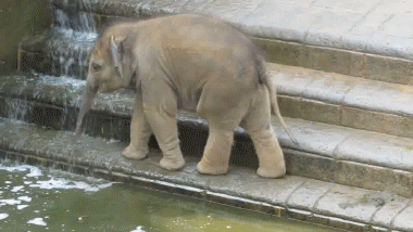 E claro, deixe-o tentar imitar a forma que esses bichinhos se banham para ser ainda mais divertido.