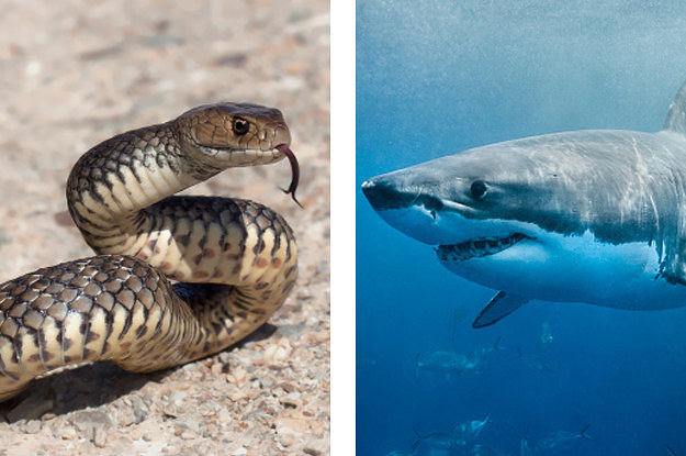 How Normal Are Your Phobias?