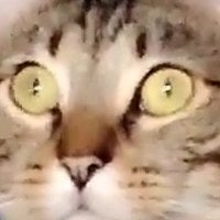 BuzzFeed profile picture for @anchovies