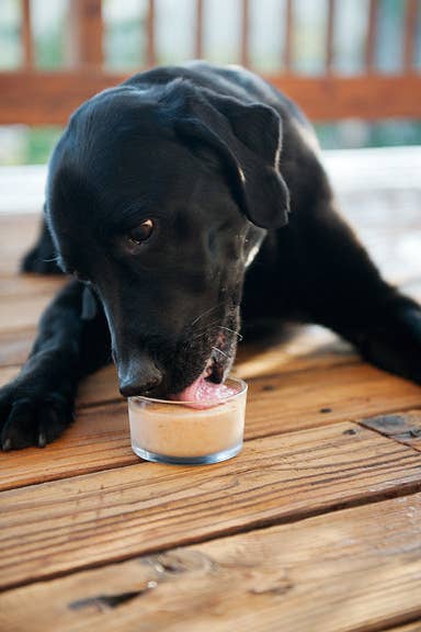 10 Frozen treats to Delight your Dog - Redhound For Dogs