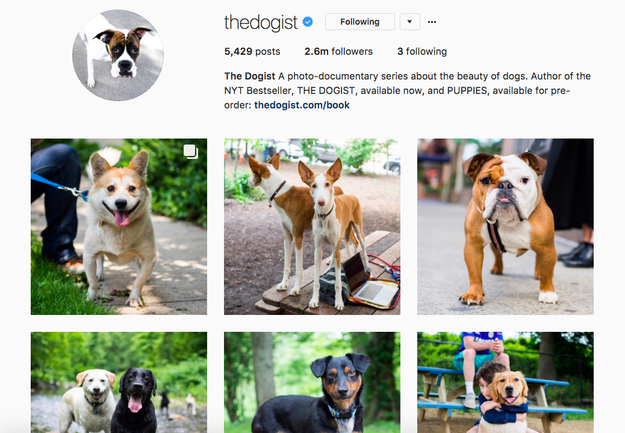 But one not-so-typical thing? He's also the guy behind The Dogist — the viral Instagram account that's racked up 2.6 million followers.