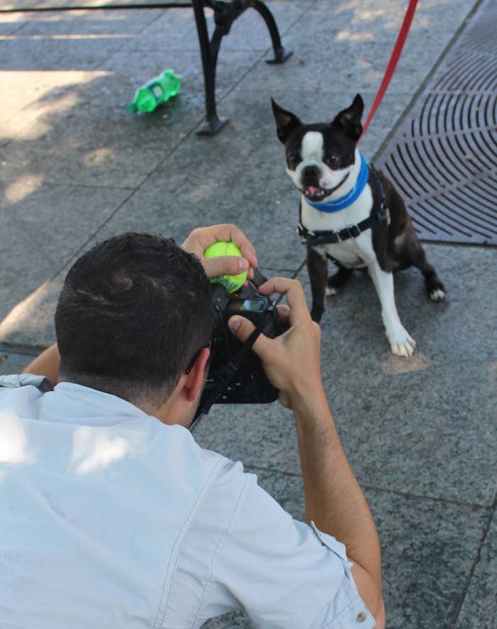 The Dogist Plans To Get My Dog On The Dogist The New Yorker